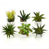 Decostar™ Succulents 2¾" 6pcs/set  - Green