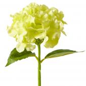 Artificial Hydrangea Stem - 14" Apple Green