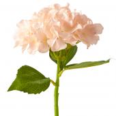 Decostar™ Artificial Hydrangea Stem - 14" Blush