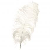 Decostar™ Ivory Ostrich Feather - 22" to 24" - 12 Feathers!