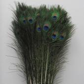 Decostar™ Peacock Feather 35"-39" - Pack of 100!