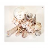 Decostar™ Seashells Assorted- 36 Bags