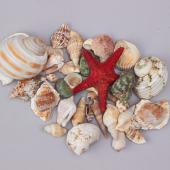 Decostar™ Seashells Assorted - 24 Bags