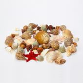 Assorted Seashells