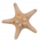 Dry Armored Starfish 6pc/bag