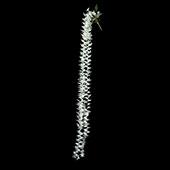 Artificial Plumeria Flower Stem White