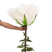 Jumbo Rose 65" - White