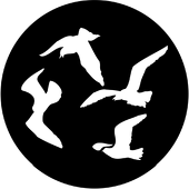 Gulls - Stock Gobo for Gobo Light Projectors - Choose your size!